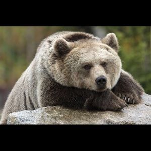 Meet your Posher, Collin